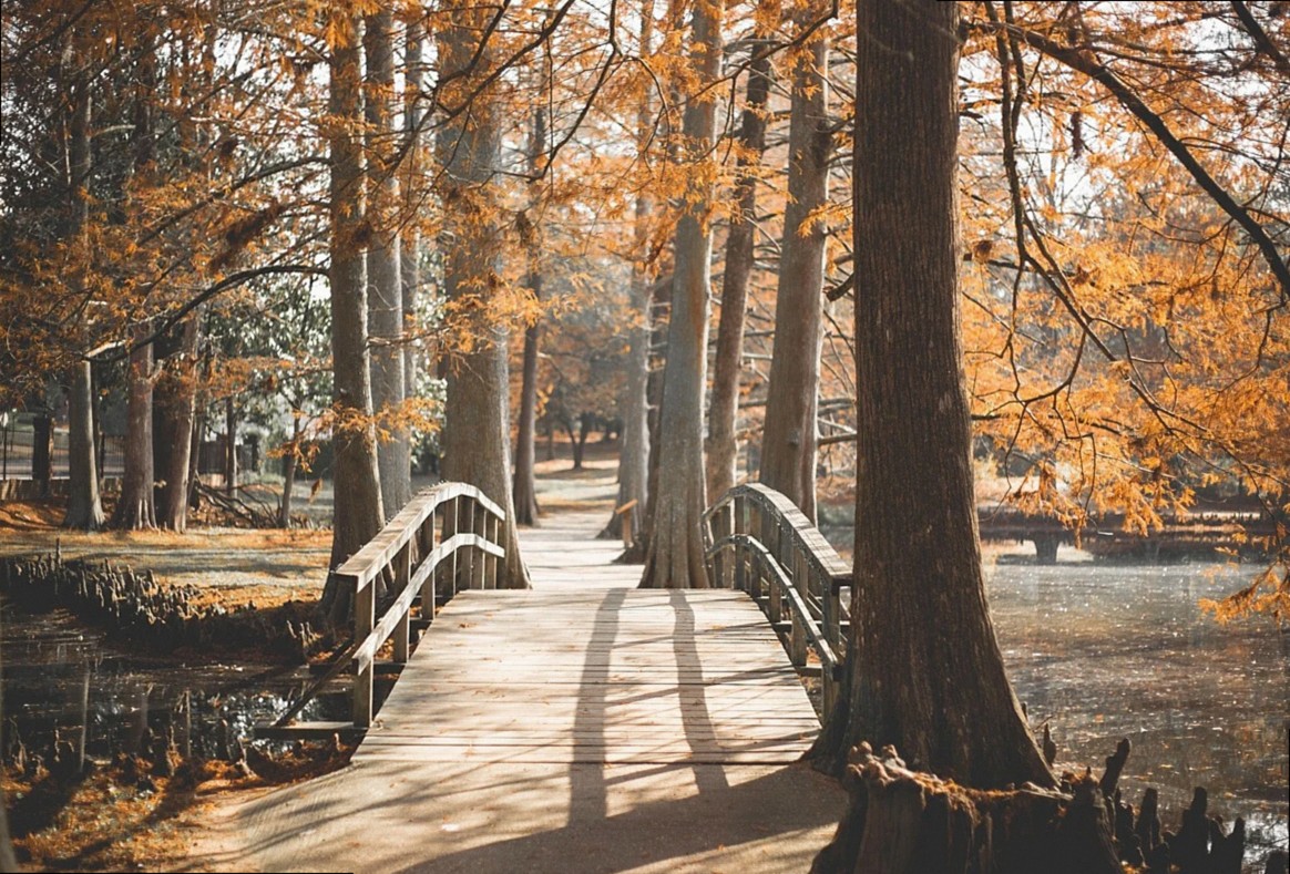 pont, parc, extérieur, promenade, chemin, voyage, paysage, nature, tourisme, plein air, arbre, pittoresque, tourisme, la
